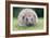 Hedgehog Close-Up from Front-null-Framed Photographic Print