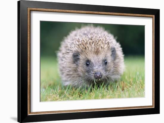 Hedgehog Close-Up from Front-null-Framed Photographic Print