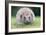 Hedgehog Close-Up from Front-null-Framed Photographic Print