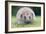 Hedgehog Close-Up from Front-null-Framed Photographic Print