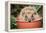 Hedgehog Close-Up in Flower Pot-null-Framed Premier Image Canvas