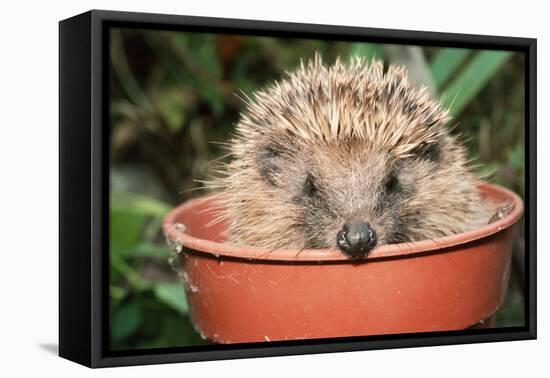 Hedgehog Close-Up in Flower Pot-null-Framed Premier Image Canvas