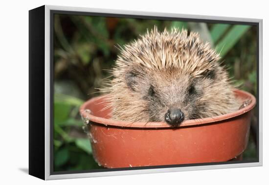 Hedgehog Close-Up in Flower Pot-null-Framed Premier Image Canvas