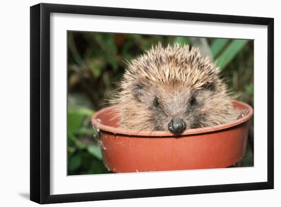Hedgehog Close-Up in Flower Pot-null-Framed Photographic Print
