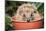 Hedgehog Close-Up in Flower Pot-null-Mounted Photographic Print