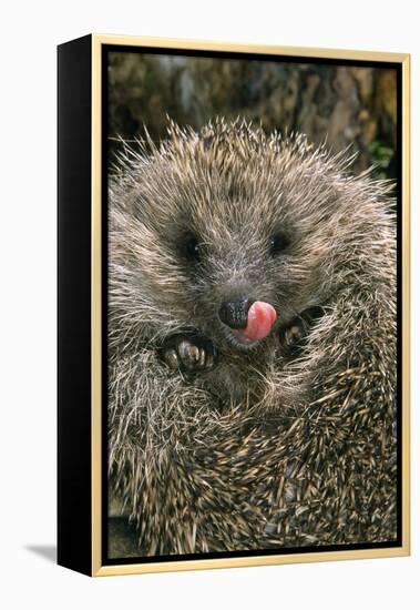 Hedgehog Curled Up in Ball-null-Framed Premier Image Canvas