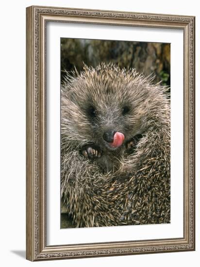 Hedgehog Curled Up in Ball-null-Framed Photographic Print