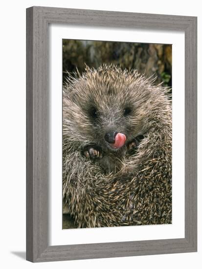 Hedgehog Curled Up in Ball-null-Framed Photographic Print