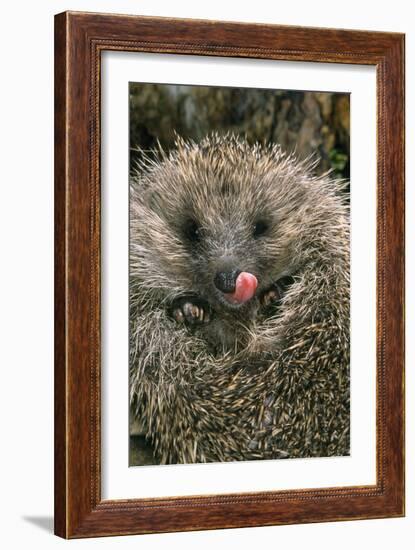 Hedgehog Curled Up in Ball-null-Framed Photographic Print