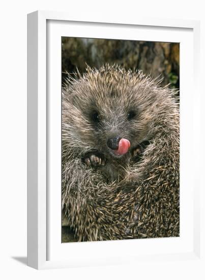 Hedgehog Curled Up in Ball-null-Framed Photographic Print