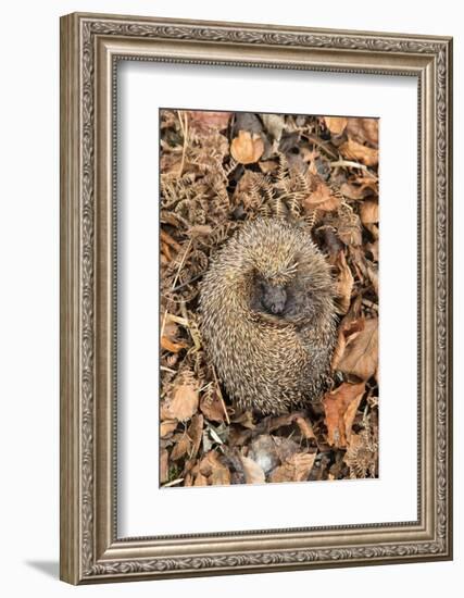 Hedgehog curled up sleeping in autumn leaves, UK-Ann & Steve Toon-Framed Photographic Print