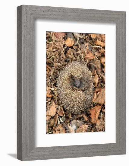 Hedgehog curled up sleeping in autumn leaves, UK-Ann & Steve Toon-Framed Photographic Print