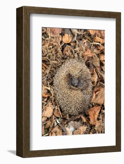 Hedgehog curled up sleeping in autumn leaves, UK-Ann & Steve Toon-Framed Photographic Print