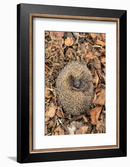 Hedgehog curled up sleeping in autumn leaves, UK-Ann & Steve Toon-Framed Photographic Print