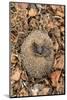 Hedgehog curled up sleeping in autumn leaves, UK-Ann & Steve Toon-Mounted Photographic Print