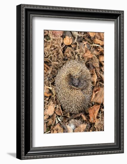 Hedgehog curled up sleeping in autumn leaves, UK-Ann & Steve Toon-Framed Photographic Print