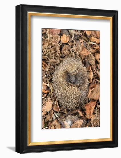 Hedgehog curled up sleeping in autumn leaves, UK-Ann & Steve Toon-Framed Photographic Print