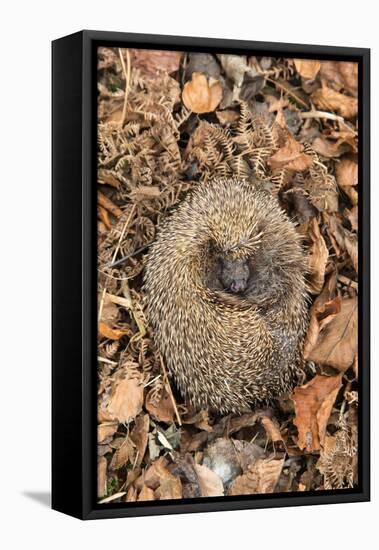 Hedgehog curled up sleeping in autumn leaves, UK-Ann & Steve Toon-Framed Premier Image Canvas