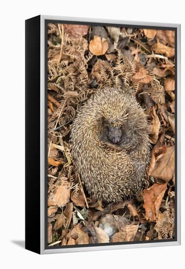 Hedgehog curled up sleeping in autumn leaves, UK-Ann & Steve Toon-Framed Premier Image Canvas