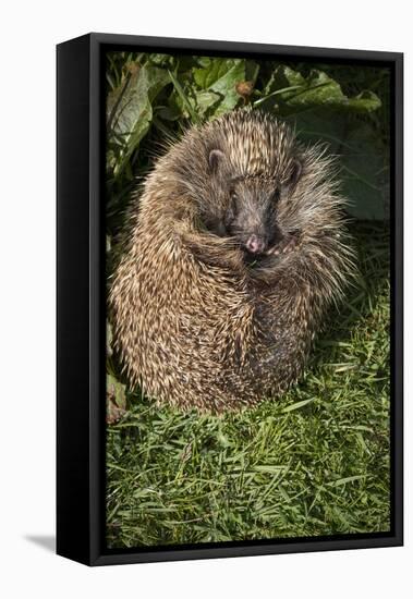 Hedgehog (Erinaceinae), Devon, England, United Kingdom-Janette Hill-Framed Premier Image Canvas