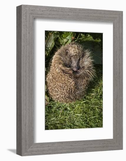 Hedgehog (Erinaceinae), Devon, England, United Kingdom-Janette Hill-Framed Photographic Print