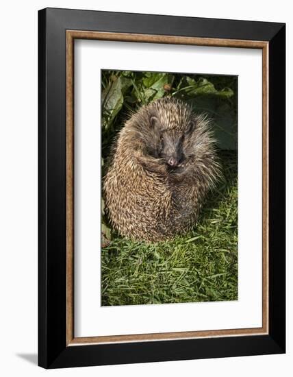 Hedgehog (Erinaceinae), Devon, England, United Kingdom-Janette Hill-Framed Photographic Print