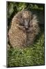 Hedgehog (Erinaceinae), Devon, England, United Kingdom-Janette Hill-Mounted Photographic Print