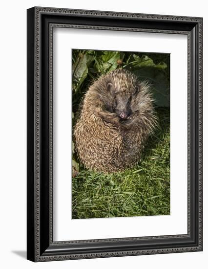 Hedgehog (Erinaceinae), Devon, England, United Kingdom-Janette Hill-Framed Photographic Print