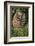 Hedgehog (Erinaceinae), Devon, England, United Kingdom-Janette Hill-Framed Photographic Print