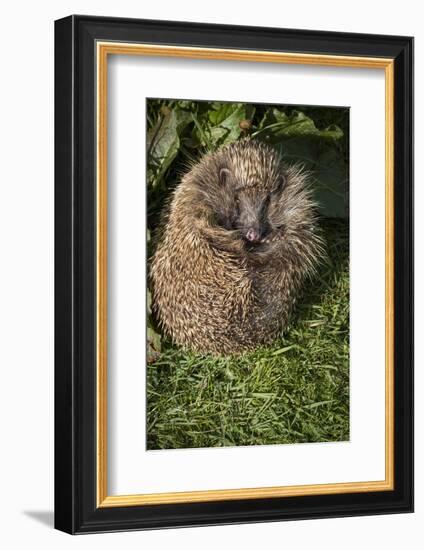 Hedgehog (Erinaceinae), Devon, England, United Kingdom-Janette Hill-Framed Photographic Print