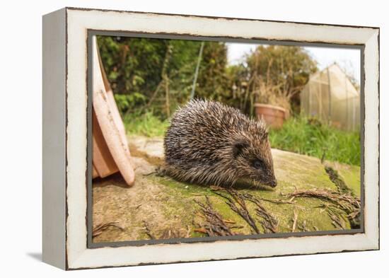 Hedgehog (Erinaceinae), Durham, England, United Kingom, Europe-David Gibbon-Framed Premier Image Canvas