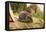 Hedgehog (Erinaceinae), Durham, England, United Kingom, Europe-David Gibbon-Framed Premier Image Canvas