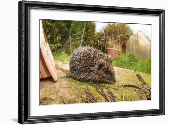 Hedgehog (Erinaceinae), Durham, England, United Kingom, Europe-David Gibbon-Framed Photographic Print