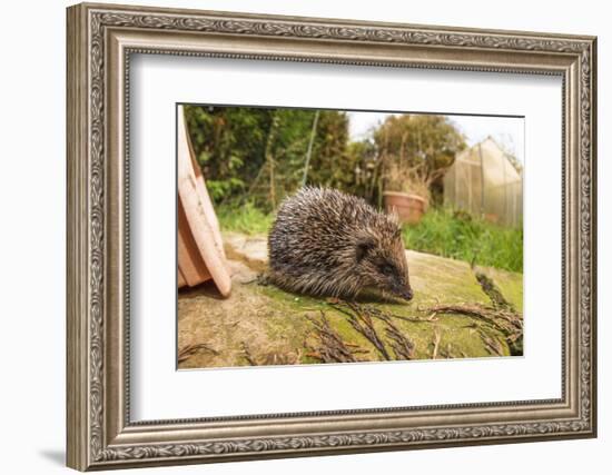 Hedgehog (Erinaceinae), Durham, England, United Kingom, Europe-David Gibbon-Framed Photographic Print
