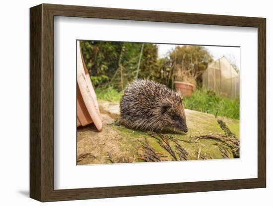 Hedgehog (Erinaceinae), Durham, England, United Kingom, Europe-David Gibbon-Framed Photographic Print