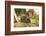 Hedgehog (Erinaceinae), Durham, England, United Kingom, Europe-David Gibbon-Framed Photographic Print