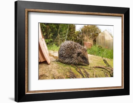 Hedgehog (Erinaceinae), Durham, England, United Kingom, Europe-David Gibbon-Framed Photographic Print