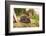 Hedgehog (Erinaceinae), Durham, England, United Kingom, Europe-David Gibbon-Framed Photographic Print