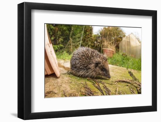 Hedgehog (Erinaceinae), Durham, England, United Kingom, Europe-David Gibbon-Framed Photographic Print