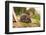 Hedgehog (Erinaceinae), Durham, England, United Kingom, Europe-David Gibbon-Framed Photographic Print