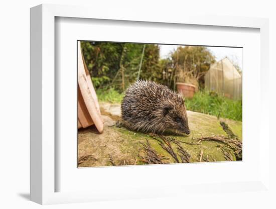 Hedgehog (Erinaceinae), Durham, England, United Kingom, Europe-David Gibbon-Framed Photographic Print