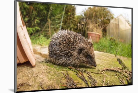 Hedgehog (Erinaceinae), Durham, England, United Kingom, Europe-David Gibbon-Mounted Photographic Print