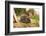 Hedgehog (Erinaceinae), Durham, England, United Kingom, Europe-David Gibbon-Framed Photographic Print