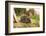 Hedgehog (Erinaceinae), Durham, England, United Kingom, Europe-David Gibbon-Framed Photographic Print