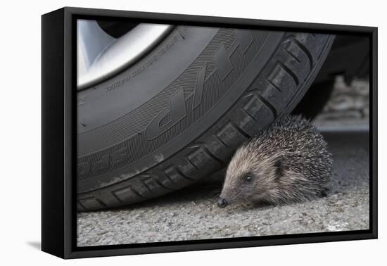 Hedgehog (Erinaceus Europaeus, at Risk by Car Wheel, Controlled Conditions, Captive, England, March-Ann & Steve Toon-Framed Premier Image Canvas