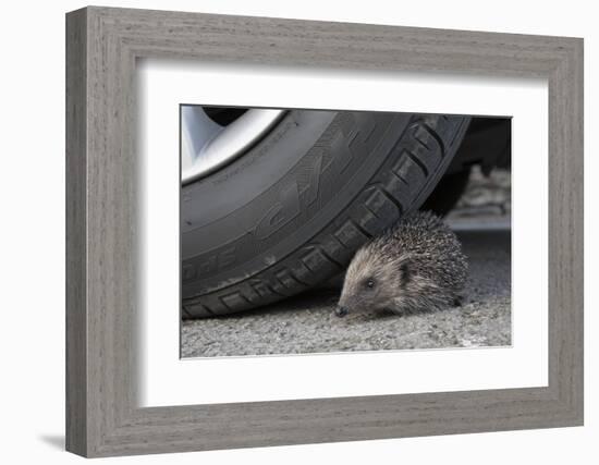 Hedgehog (Erinaceus Europaeus, at Risk by Car Wheel, Controlled Conditions, Captive, England, March-Ann & Steve Toon-Framed Photographic Print