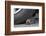 Hedgehog (Erinaceus Europaeus, at Risk by Car Wheel, Controlled Conditions, Captive, England, March-Ann & Steve Toon-Framed Photographic Print