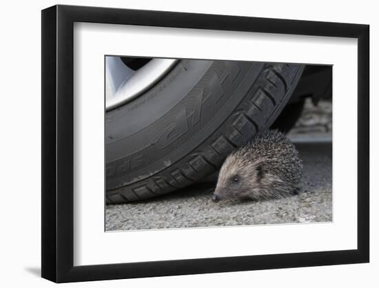 Hedgehog (Erinaceus Europaeus, at Risk by Car Wheel, Controlled Conditions, Captive, England, March-Ann & Steve Toon-Framed Photographic Print