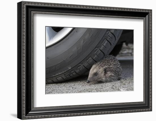 Hedgehog (Erinaceus Europaeus, at Risk by Car Wheel, Controlled Conditions, Captive, England, March-Ann & Steve Toon-Framed Photographic Print