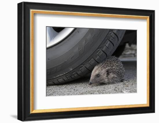 Hedgehog (Erinaceus Europaeus, at Risk by Car Wheel, Controlled Conditions, Captive, England, March-Ann & Steve Toon-Framed Photographic Print